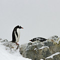 Gentoo penguin mating pair