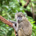 Olive baboon, Lake Manyara, Tanzania