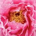 Rain drops on Chinese peony abstract background