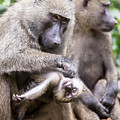 Young olive or common baboon grooming