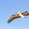 Brown Pelican